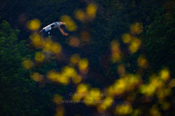 _DSC2925-Avec_accentuation-Bruit