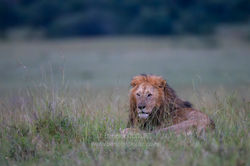 _A7_0456-Avec accentuation-Bruit