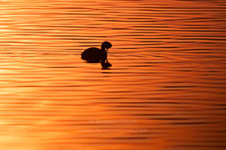 Grebe_cou_noir_11_3536