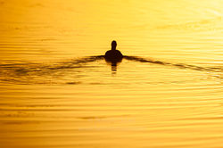 Foulque_Macroule_2006_Thumeries_8430