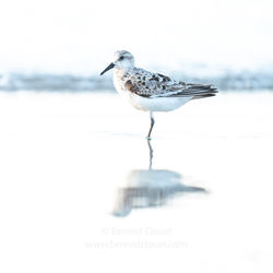 Becasseau Sanderling