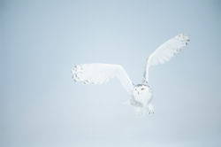 COPYRIGHT_BENOIST_CLOUET_BCA3672