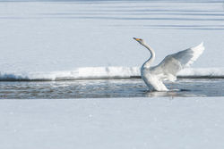 Cygne_chanteur_08-1684