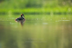Grebe_Huppe_2006_Dombes_168