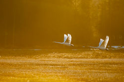 Cygne_chanteur_08-2801