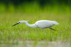 Aigrette_Garzette_2007_Dombes_2291