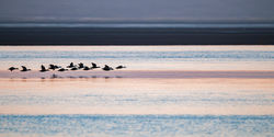 Eider_duvet_10_9696