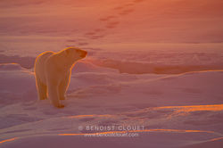 COPYRIGHT_BENOIST_CLOUET_BC15330