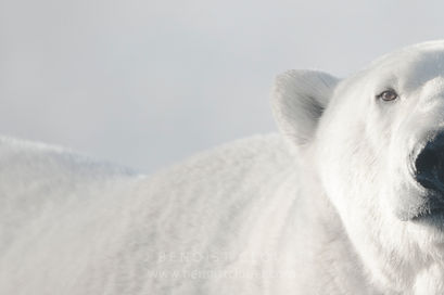 Voyage photo immersif au contact des ours polaires le jour et des aurores boréales la nuit. 