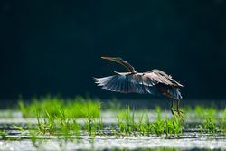 Héron_Pourpré_2007_Dombes_3413