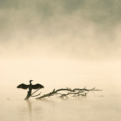 Grand_Cormoran_2007_Thumeries_0831