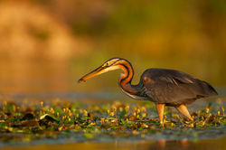 Héron_Pourpré_2006_Dombes_7556