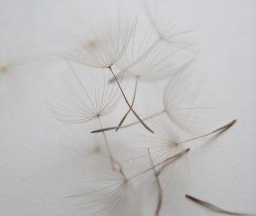 dandelion parachutes, soft and airy flower photography - Diy Flowers.jpeg