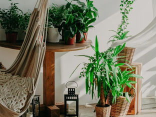 Plantas de apartamento: 11 espécies ideais para cantinhos com pouca luz
