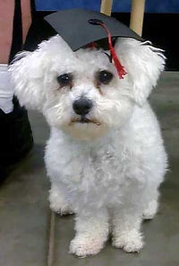 Brodie wearing a graduation mortar board cap