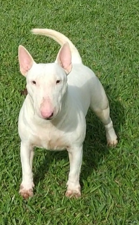 Guinevere Bellobull Jdg