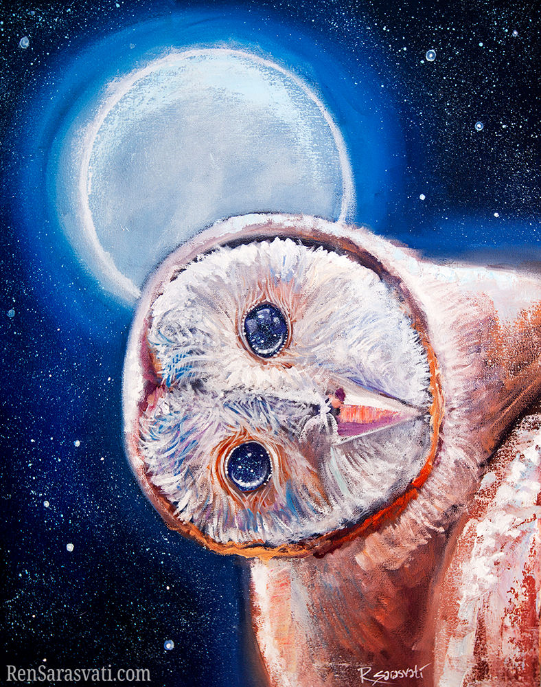 Curious Owl