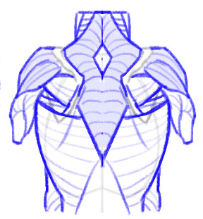 Scapula movement, 견갑골의 움직임