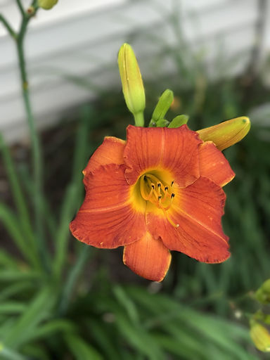 day-lily-2555054_1920.jpg