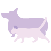 About_Animals.png