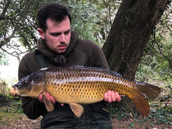 Carp.