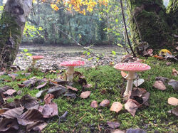 Toadstools.