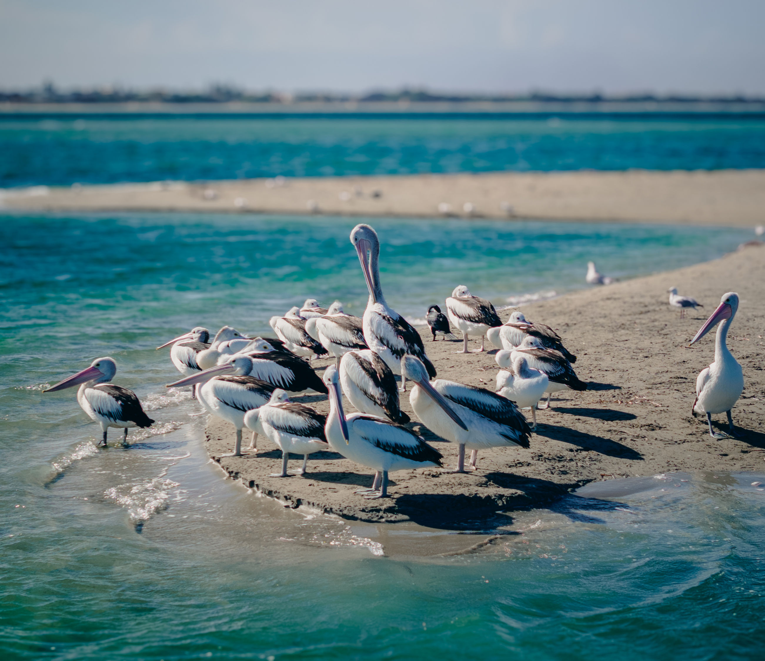 Morning Pelican Meeting