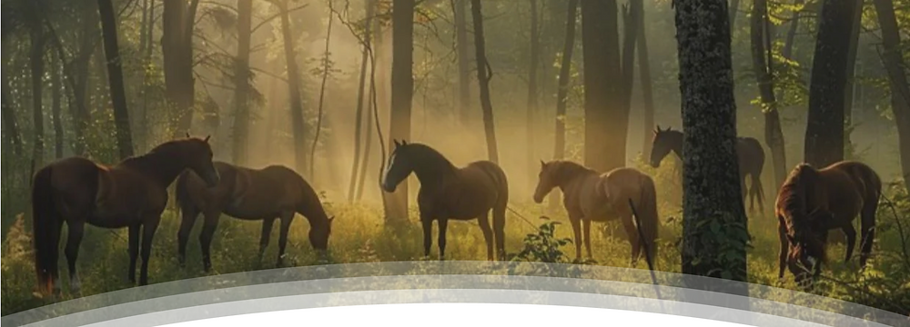 horses in the forest - equine reiki