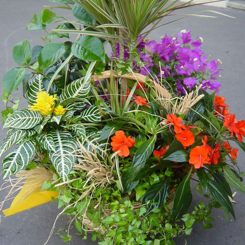 Coupe de plantes extérieures d'été