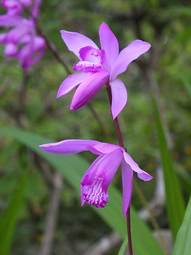 5月の花: 紫蘭（シラン）
