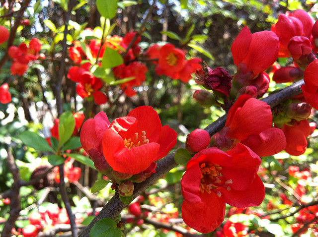 11月の花 木瓜 ボケ