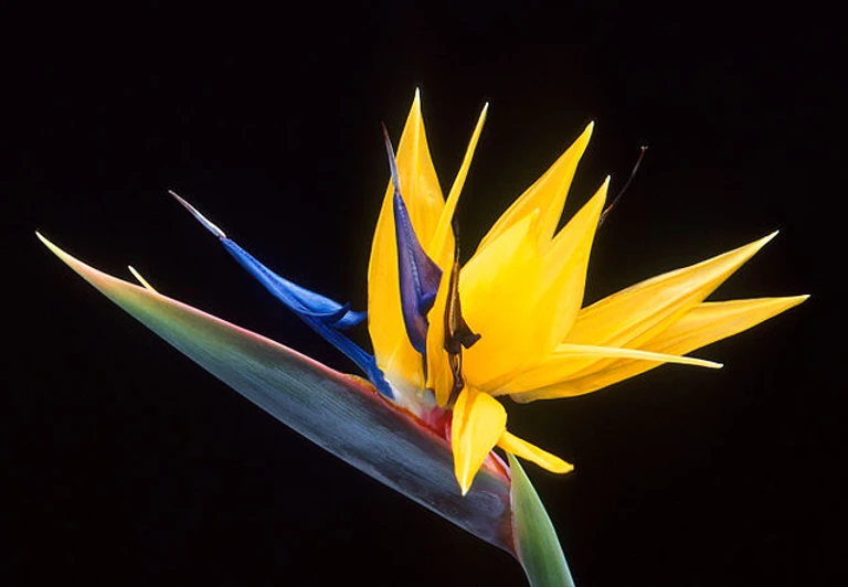 2月の花 極楽鳥花 ゴクラクチョウカ 2月の花 極楽鳥花 ゴクラクチョウカ