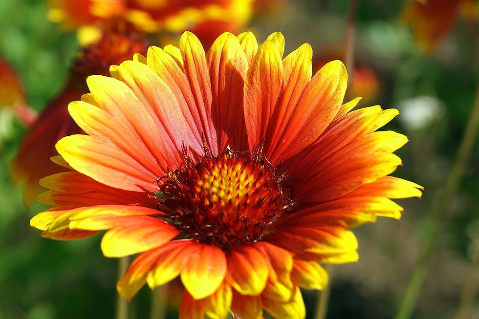 Miniatyrbilde: Native Great Blanket Flower Seeds, Gaillardia Aristata