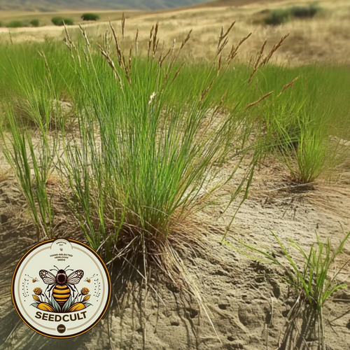 Idaho Fescue main image 1