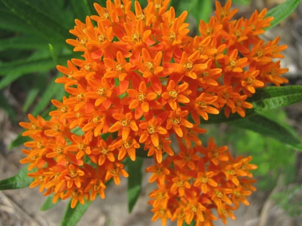 Miniaturbild: Orange Butterfly Milkweed Seeds, Asclepius Tuberosa MW0440