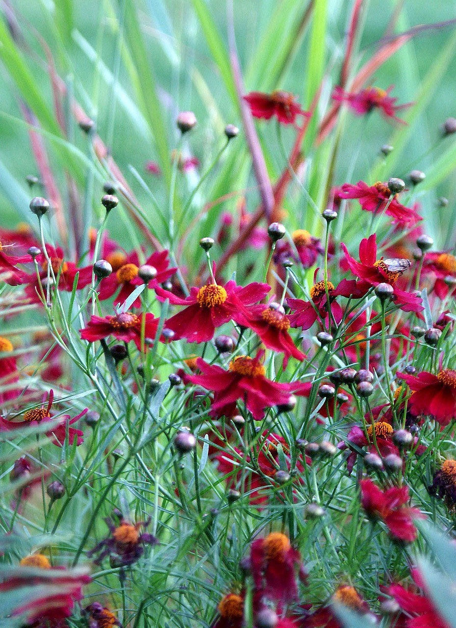 Miniatura: Dwarf Red Plains Coreopsis Seeds, Coreopsis Tinctoria Dwarf, North Ame