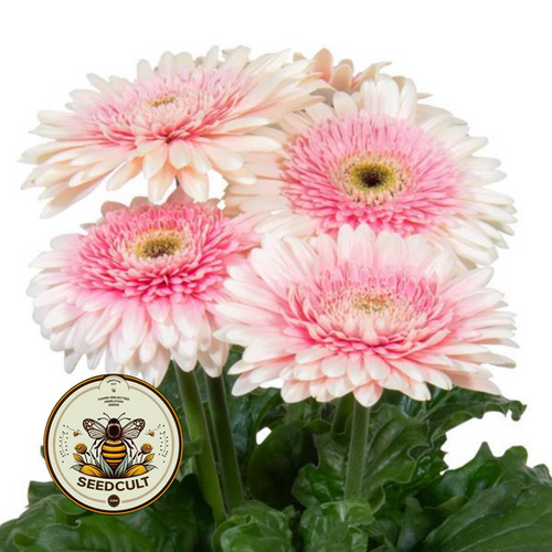 5 Double Milkshake Joybera Gerbera Daisy Seeds, Gerbera Jamesonii ...