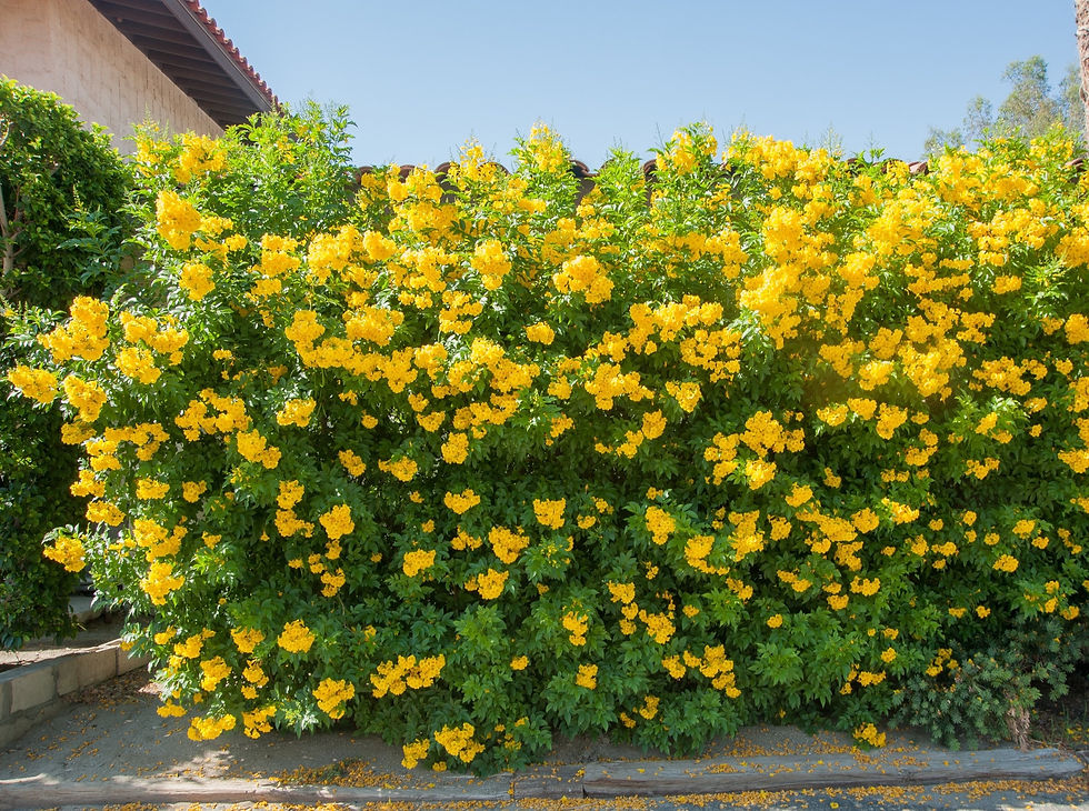 Miniaturbild: Texas Yellow Bell Bush, Gold Star Esperenza, Trumpet flower, Yellow Elder