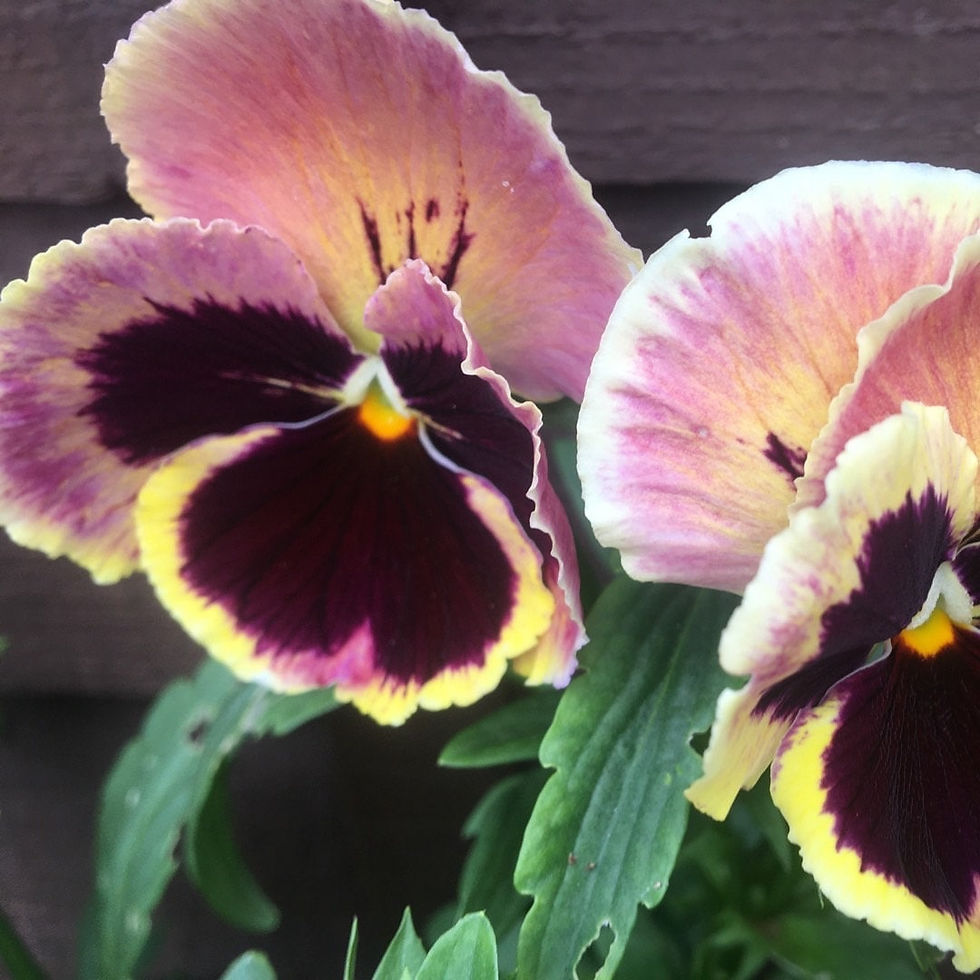 Matrix Sunrise Pansy Seeds, Viola wittrockiana