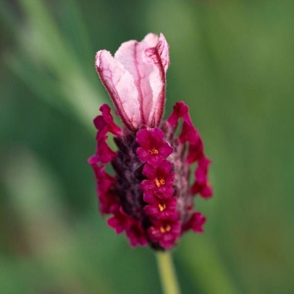 Deep Rose Spanish Lavender seeds, Lavandula Bandera Stoechas