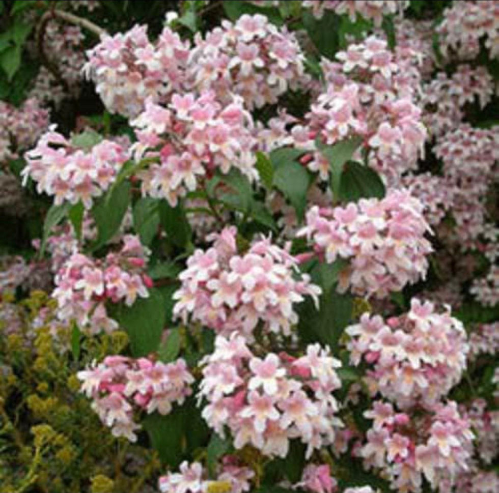 थंबनेल: Beauty Bush Seeds, Kolkwitzia Amabilis KO0115