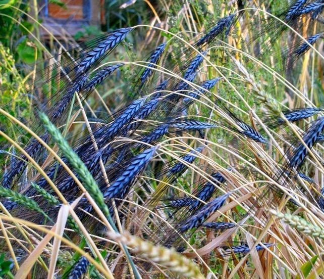 Miniatyrbilde: Utrecht Blue Wheat Seeds, Edible and Ornamental, Triticum Durum
