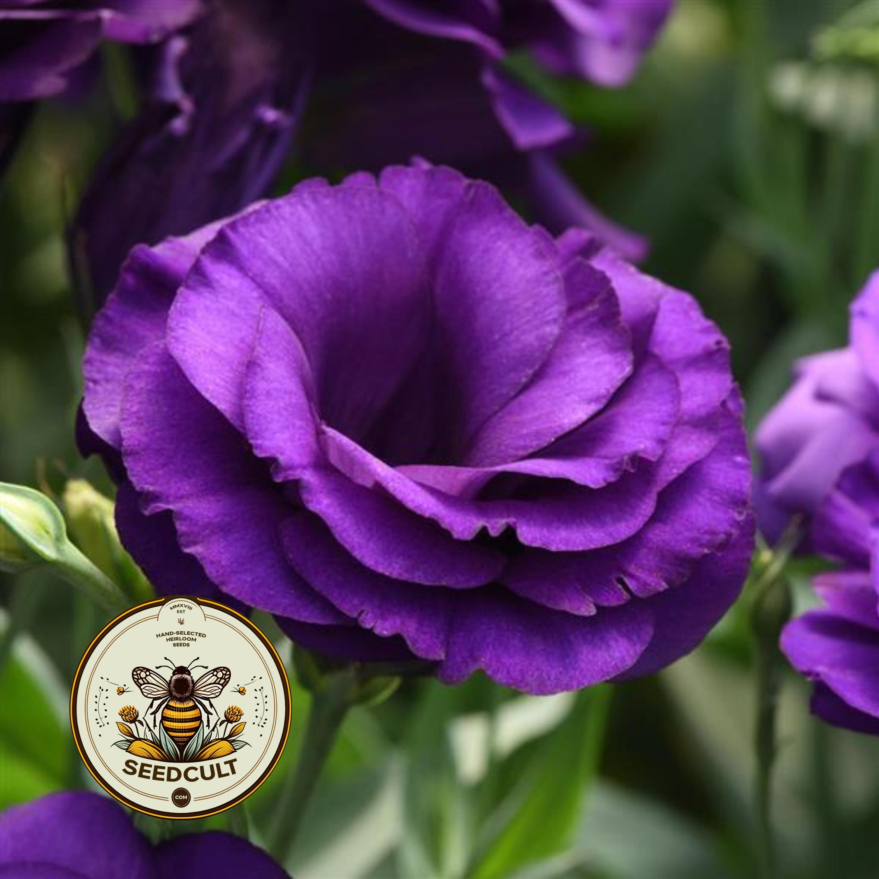 Purple Lisianthus, ABC Series, Cut Flowers, Eustoma Grandiflorum, EU5220P