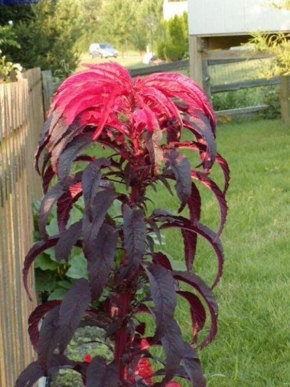 Miniatyrbilde: Molten Fire Amaranth Seeds,  Edible plants, Amaranthus Gangeticus