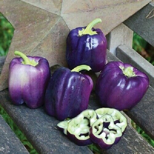Miniatura: 40 Organic Sweet Lilac Bell Pepper Seeds, Sweet Peppers, Capsicum Annuum CS0340