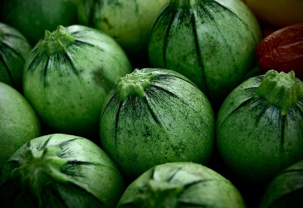 Organic Round Zucchini Seeds, Curcubita Pepo CB0350