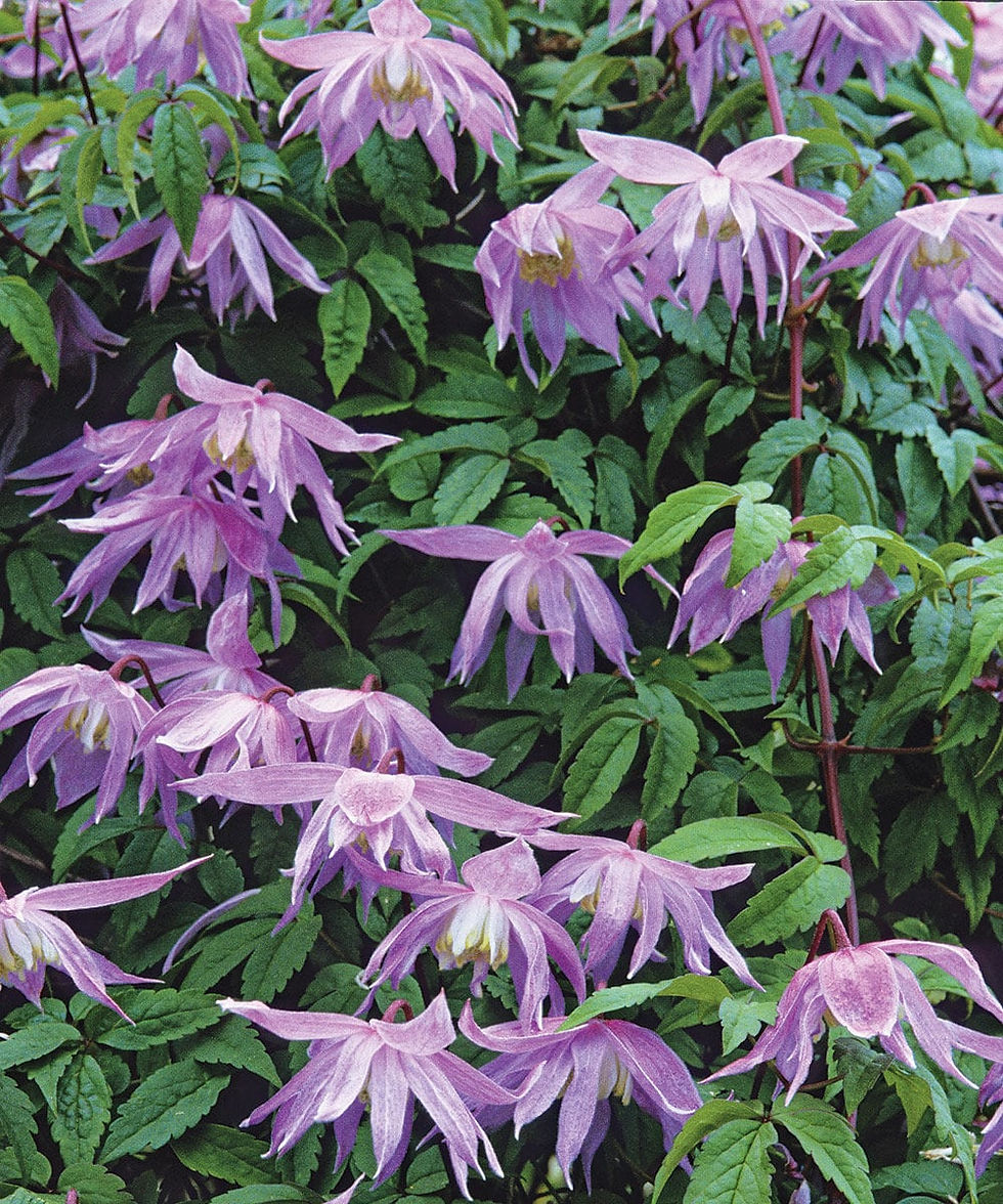 Thumbnail: Downy Clematis Seeds, Clematis Macropetala, Vining Clematis