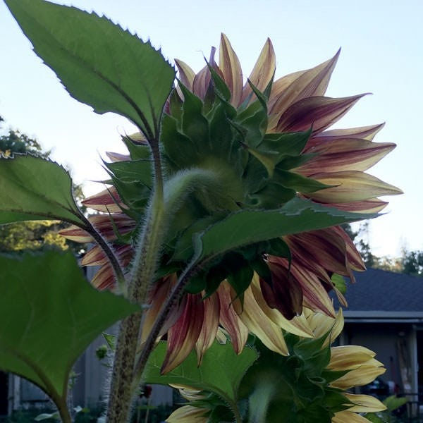 Miniatyrbilde: Pro Cut Plum Sunflower Seeds, Helianthus Annuum
