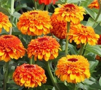 Zinderella Zest Zinnia Seeds, Zinnia Elegans ZE2810