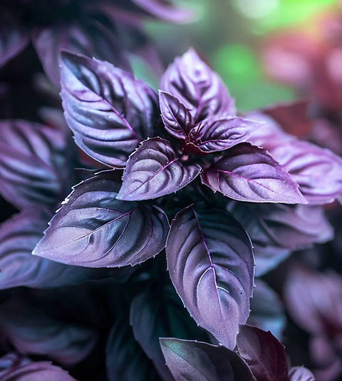 thumbnail image 2 of Sweet Basil Dark Opal Ocimum Basilicum 100 Herb Seeds 2 of 13